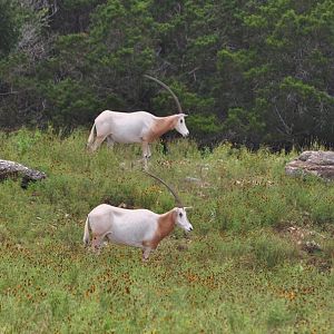 A pair of Unicorns...