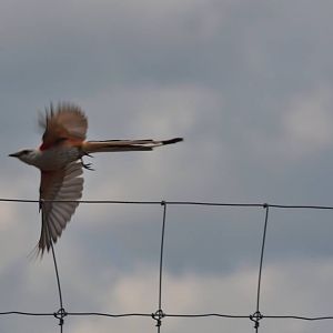 Scissor-tailed Flycatcher