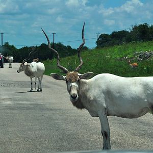 Addax