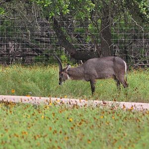Waterbuck