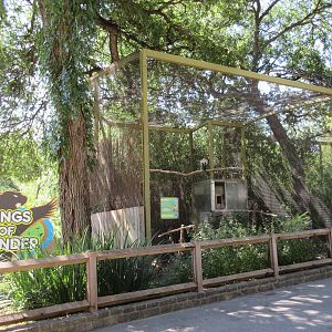Wings of Wonder - King Vulture Exhibit