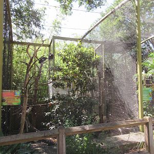 Wings of Wonder - Hooded Vulture Exhibit