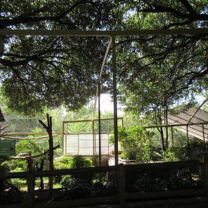 Wings of Wonder - Andean Condor Exhibit