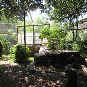 Wings of Wonder - Andean Condor Exhibit