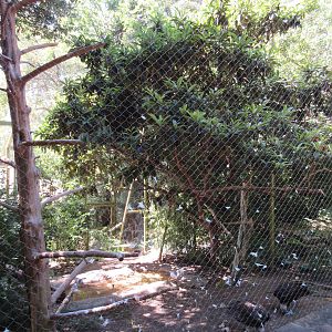 Wings of Wonder - Lappet Faced Vulture Exhibit