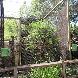 Wings of Wonder - Verreaux's Eagle Owl Exhibit