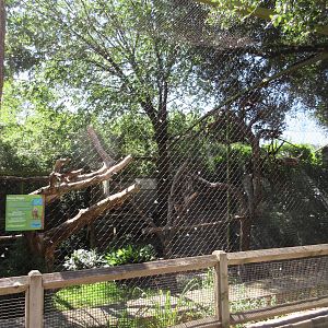 Wings of Wonder - Harpy Eagle Exhibit