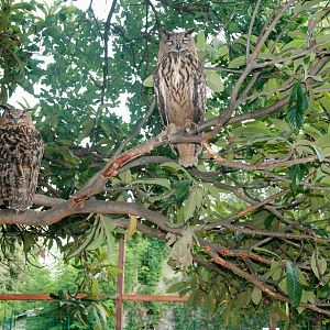 New Great Owl Aviary July 2015