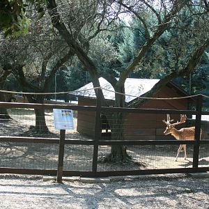 Follow deer enclosure in the European wood section