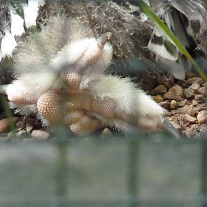 Snowy Owl chick, July 2015