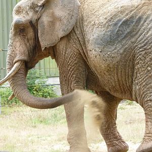 African Elephant, July 2015