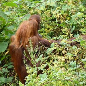 Bornean Orangutans, July 2015