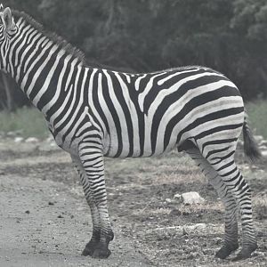 Zebra