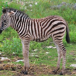 Zebra