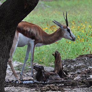 Springbok birth