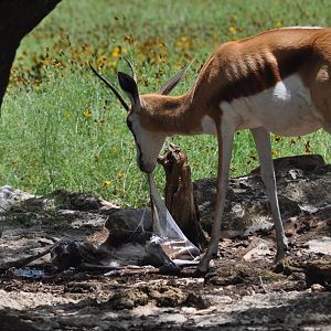 Springbok birth