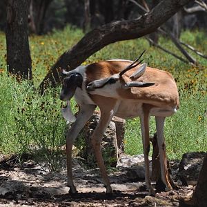 Springbok birth
