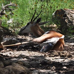 Springbok birth