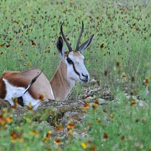 Springbok birth