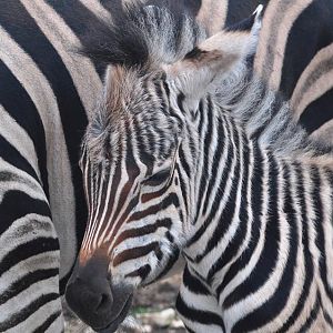 Zebras