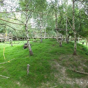 Walkthrough with Red Squirrels and Muntjacs