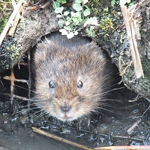 Water Vole