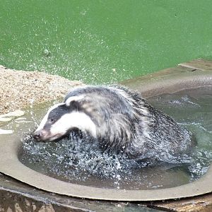 Badger has a Bath