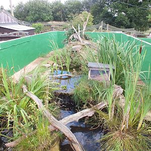 American Mink Enclosure