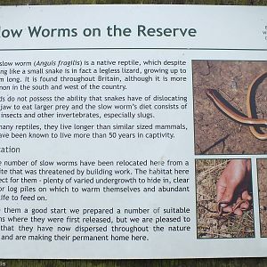 Slow Worm Sign in the Nature Reserve