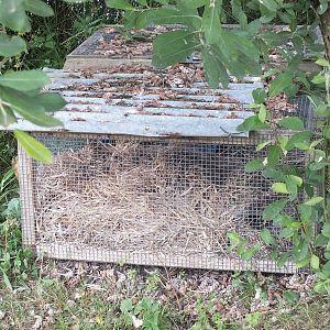 Water Vole Soft Release Cage