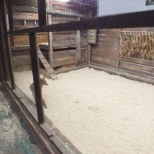 Red Fox in Indoor Enclosure
