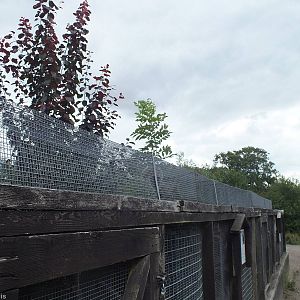 Grey Squirrel Walkway Going Across the top of Polcecat, Stoat and Weasel En