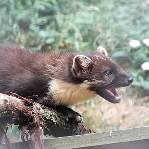 Pine Marten