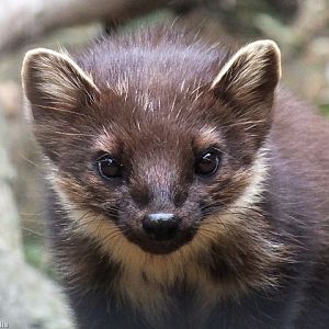 Pine Marten