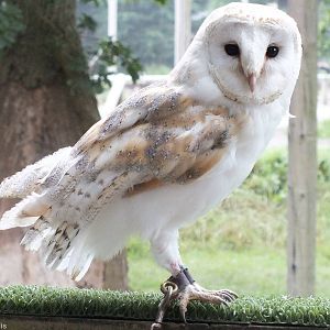 Barn Owl in the Owl Show
