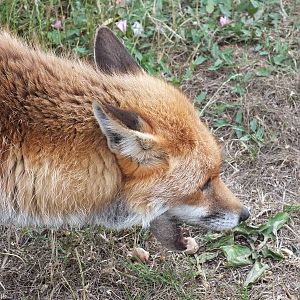 Red Fox Eating