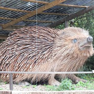 Giant Hedgehog