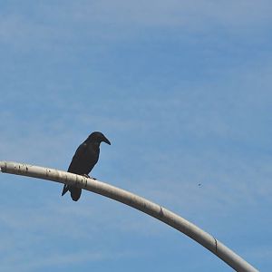 American Crow - California