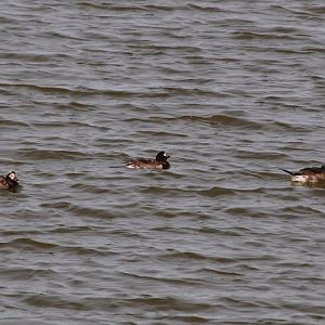 Long-tailed Ducks - Alaska