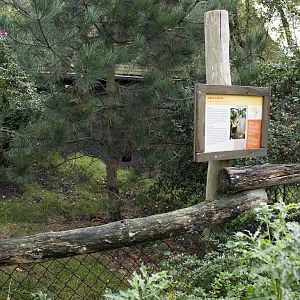 Kirks dik-dik enclosure
