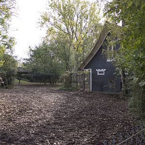 Eastern bongo paddock