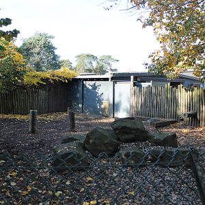 Common warthog enclosure