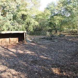 Common warthog enclosure