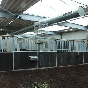 Okapi stables