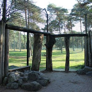 African lion enclosure