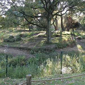Arabian striped hyena enclosure