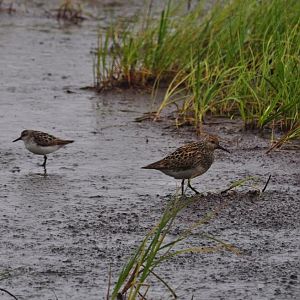 Two species of Sandpiper - Alaska