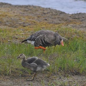 Greater White-fronted Geese - Alaska