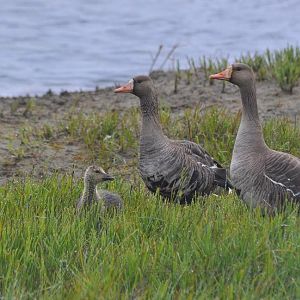 Greater White-fronted Geese - Alaska