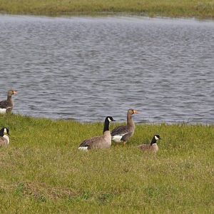Greater White-fronted and Cackling Geese - Alaska